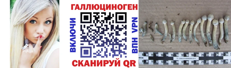 Купить закладки  Курск  Псилоцибиновые грибы прущие грибы 